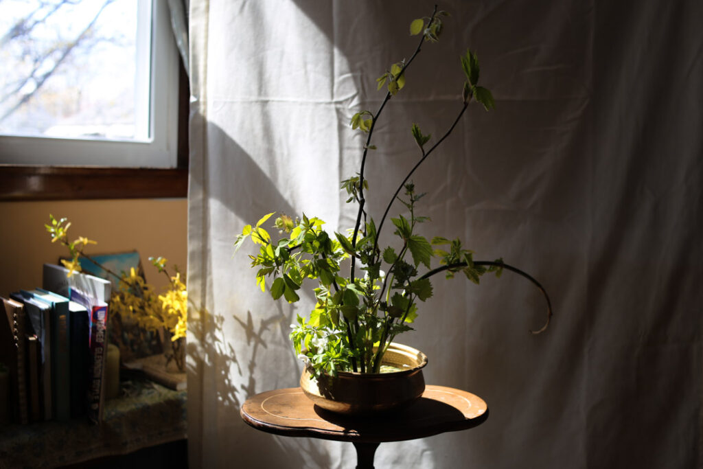 low brass bowl with blossoming leaves on branches in ikebana arrangement